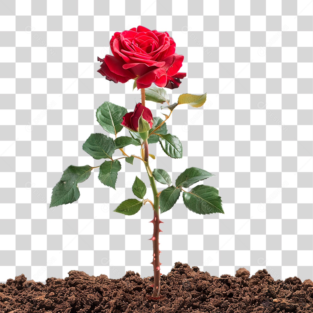 Rosa Vermelha PNG Transparente