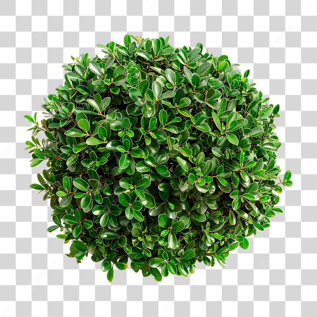 Arbusto Verde PNG Transparente