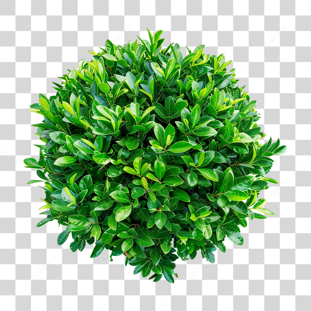 Arbusto Verde PNG Transparente