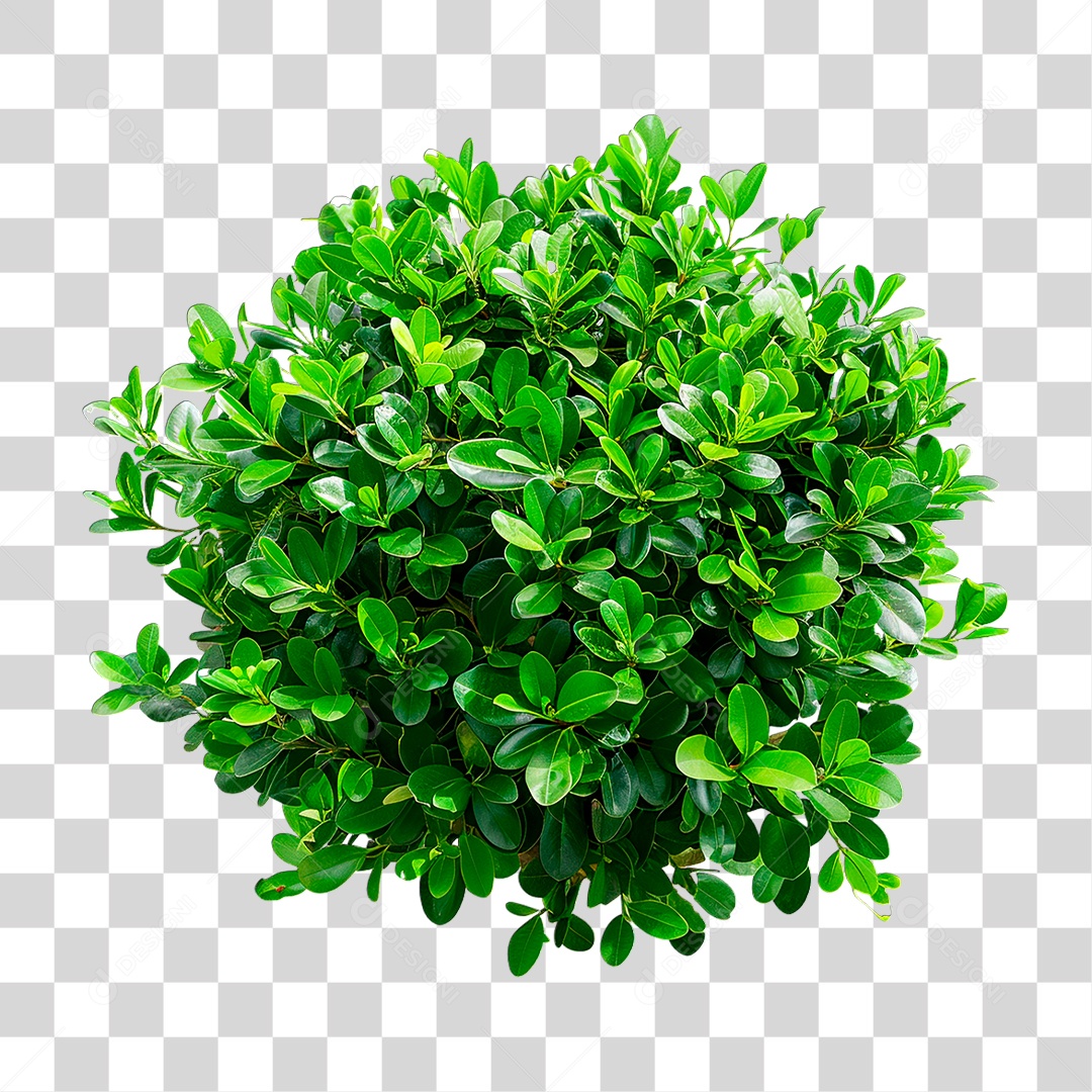 Arbusto Verde PNG Transparente