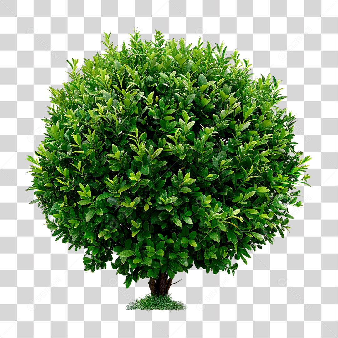 Arbusto Verde PNG Transparente