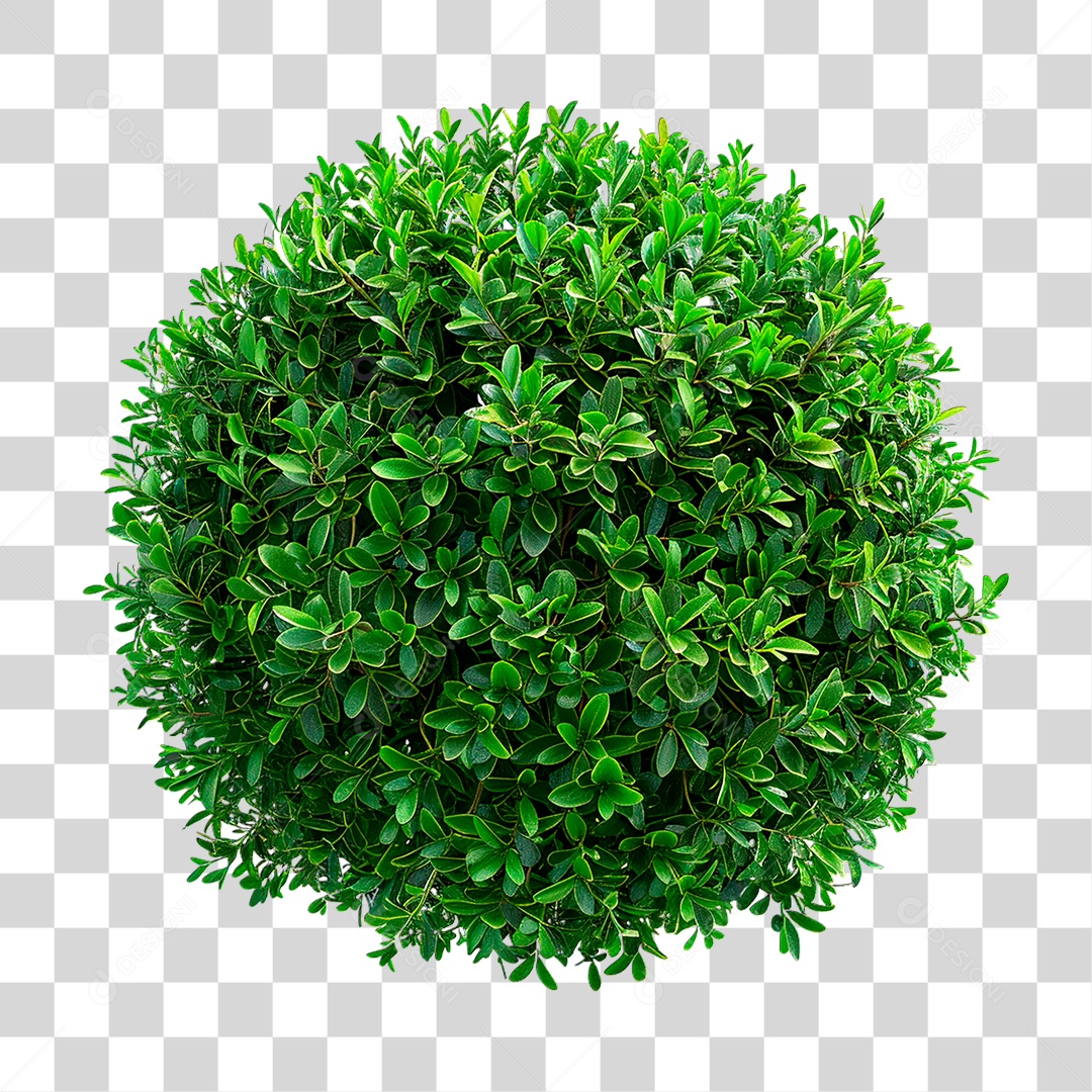 Arbusto Verde PNG Transparente