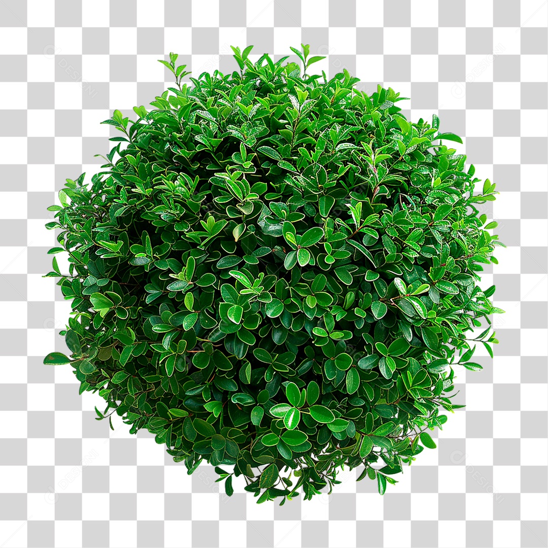 Arbusto PNG Transparente