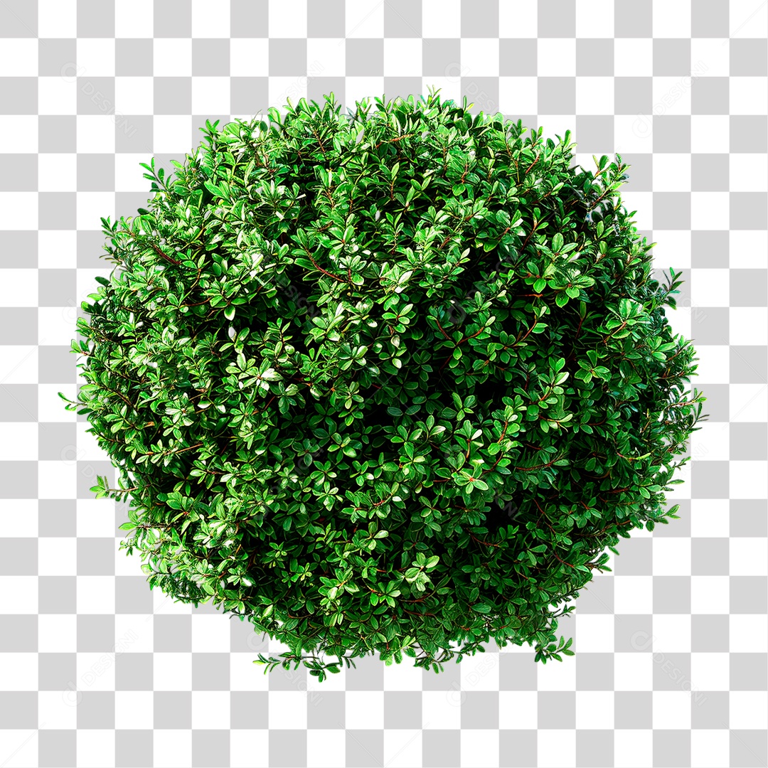 Arbusto PNG Transparente