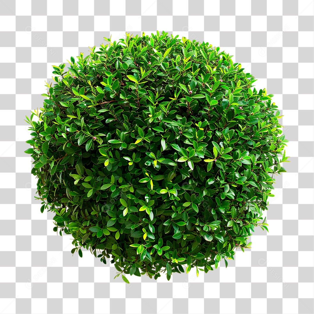 Arbusto PNG Transparente