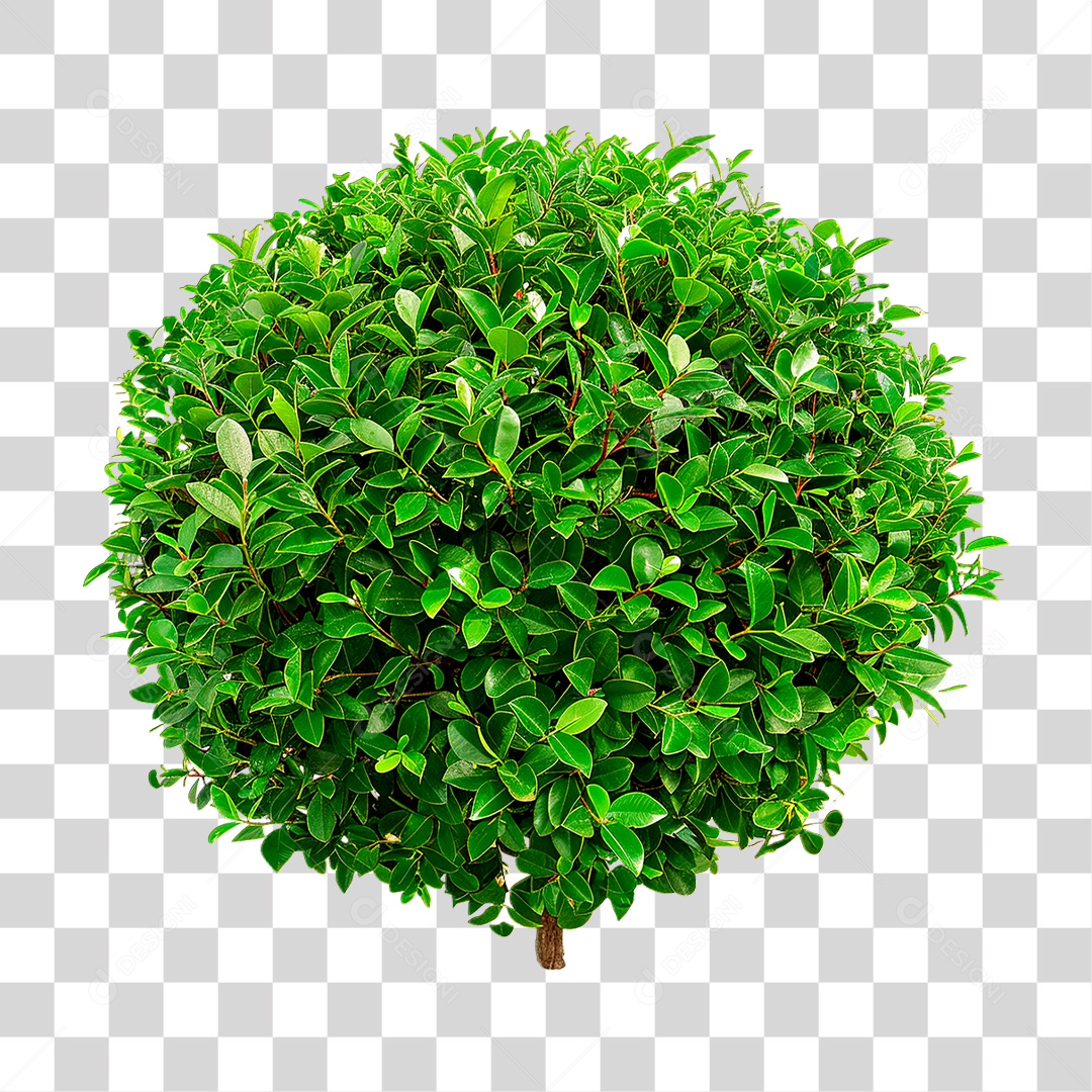 Arbusto PNG Transparente
