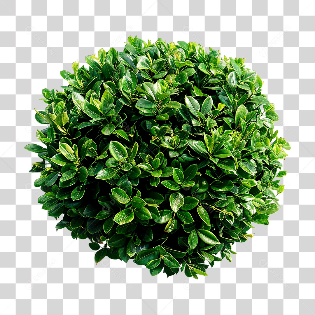 Arbusto PNG Transparente