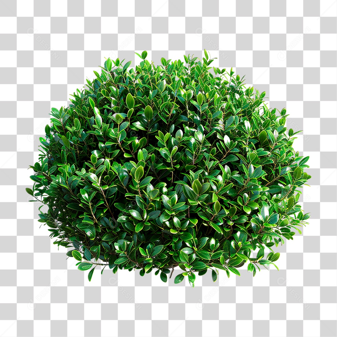 Arbusto PNG Transparente