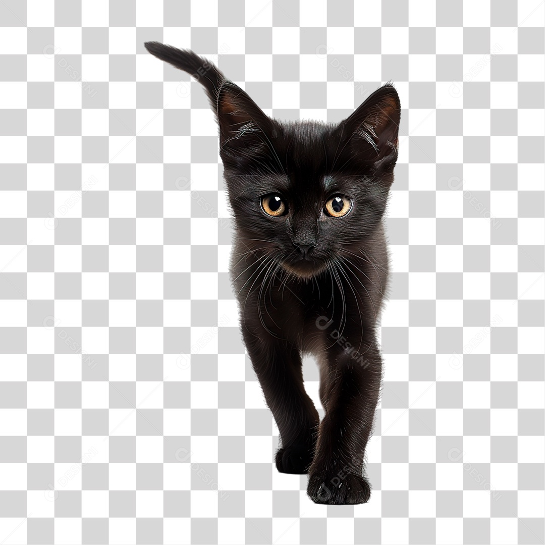 Gato Preto  PNG Transparente