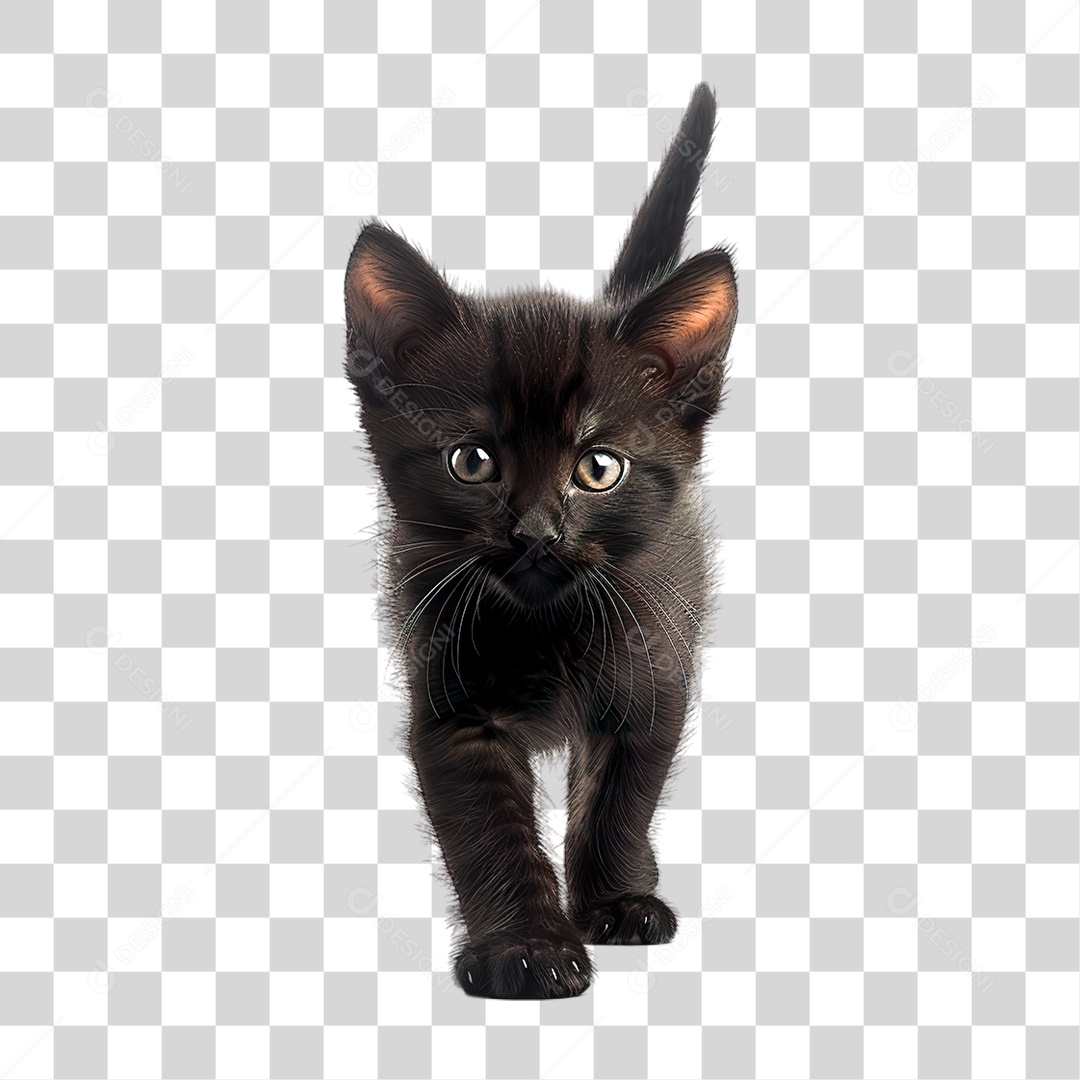 Gato Preto PNG Transparente