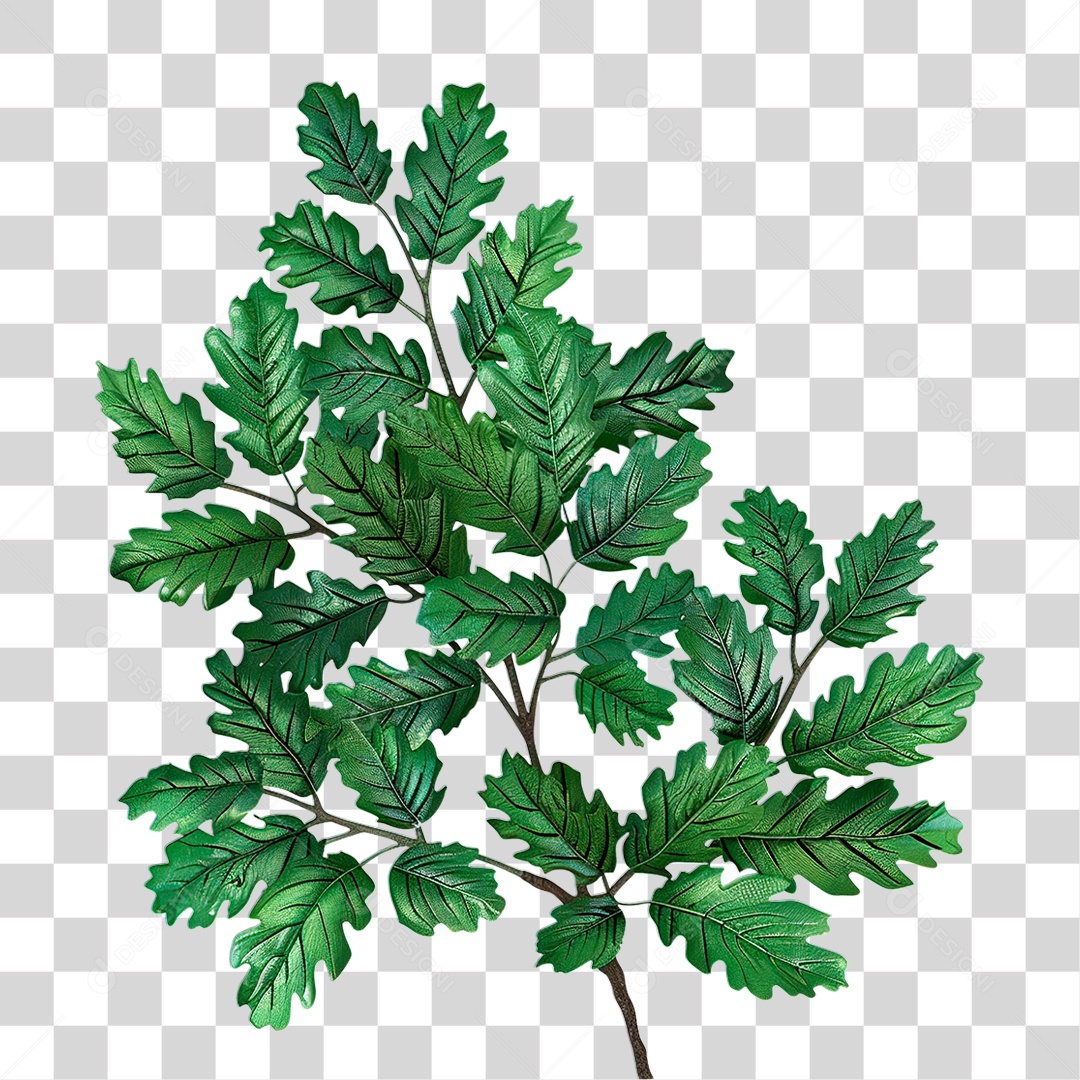 Galho de Pinheiro PNG Transparente