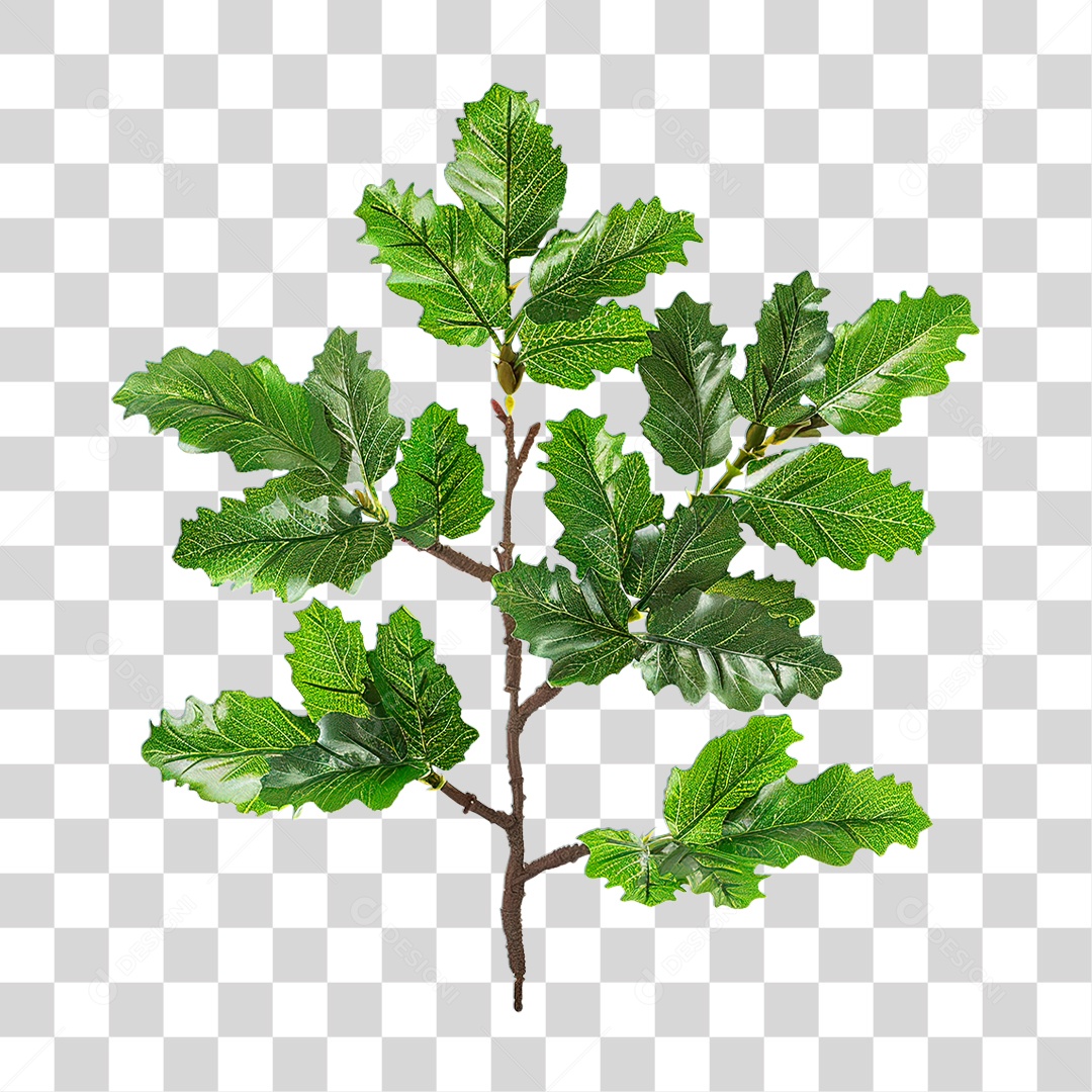 Galho de Pinheiro PNG Transparente