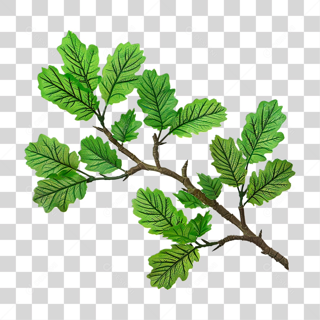 Galho de Carvalho PNG Transparente