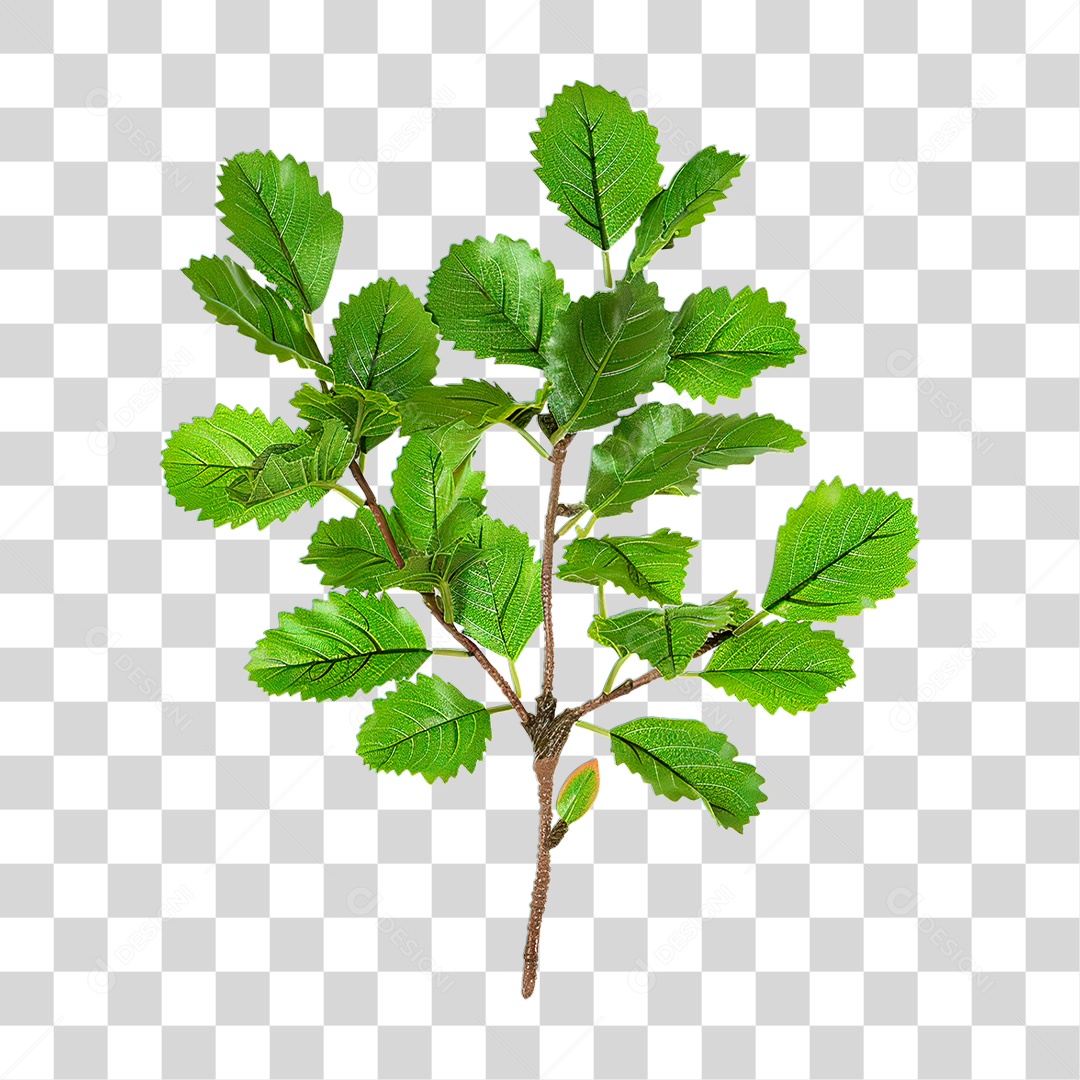 Galho de Carvalho PNG Transparente