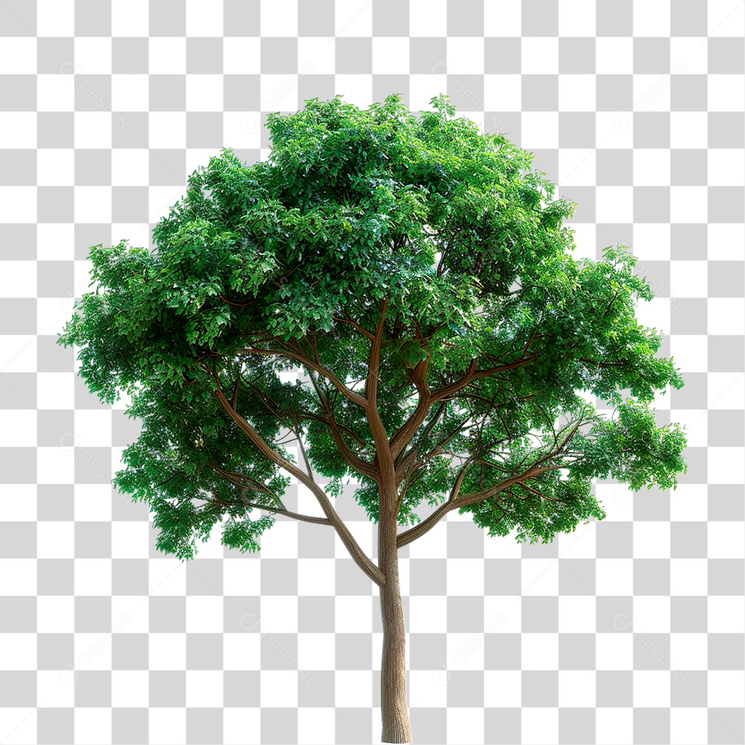 Árvore PNG Transparente