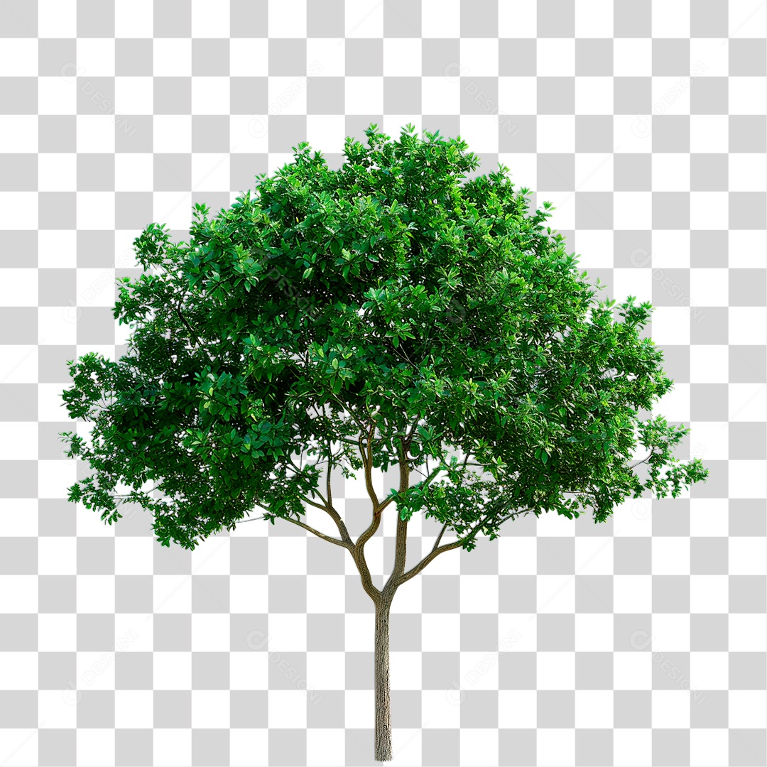 Árvore PNG Transparente