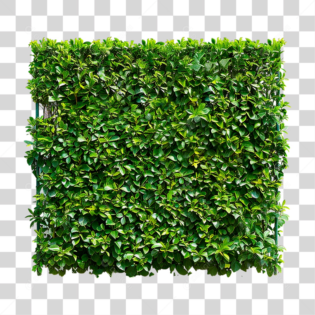 Arbusto Verde PNG Transparente