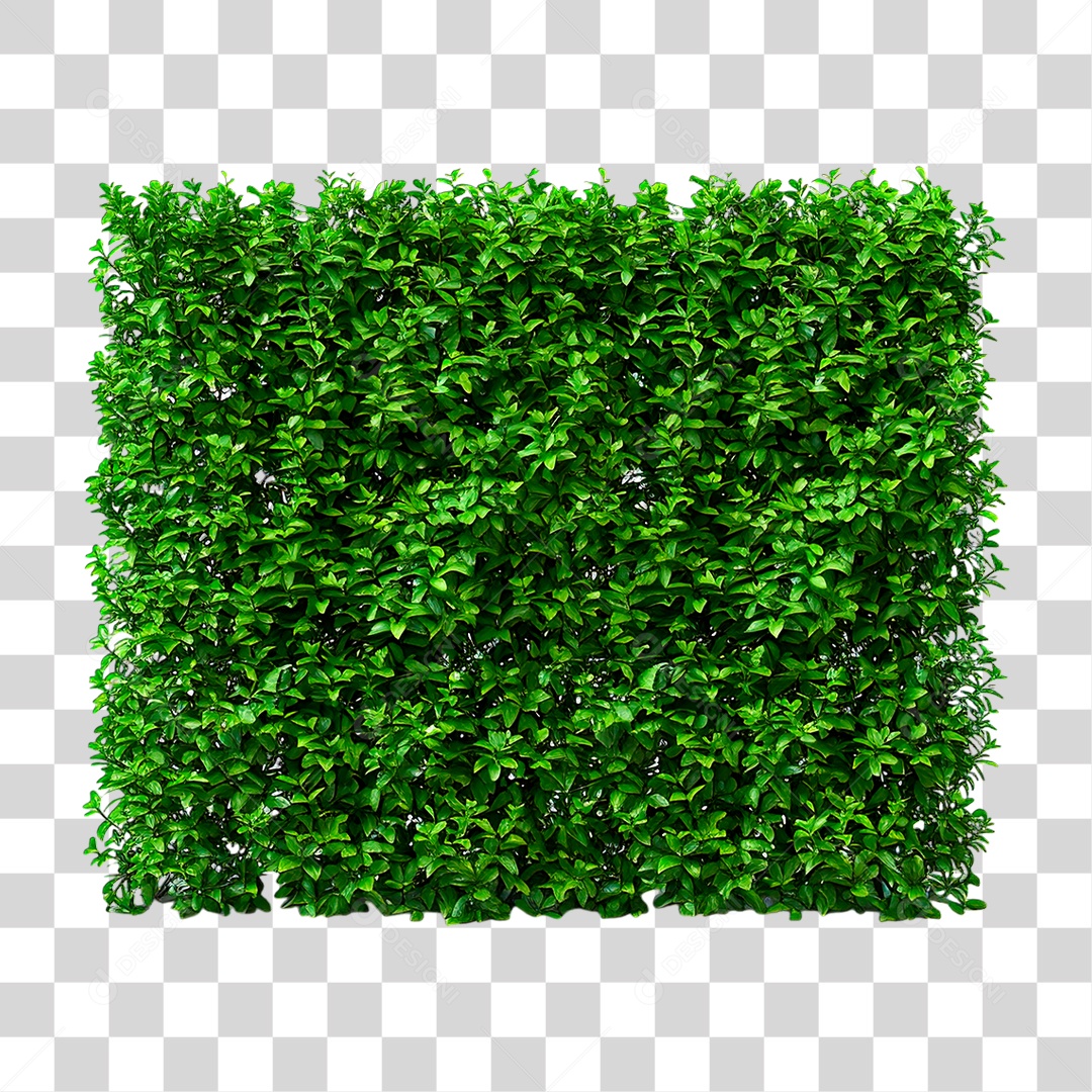 Arbusto Verde PNG Transparente