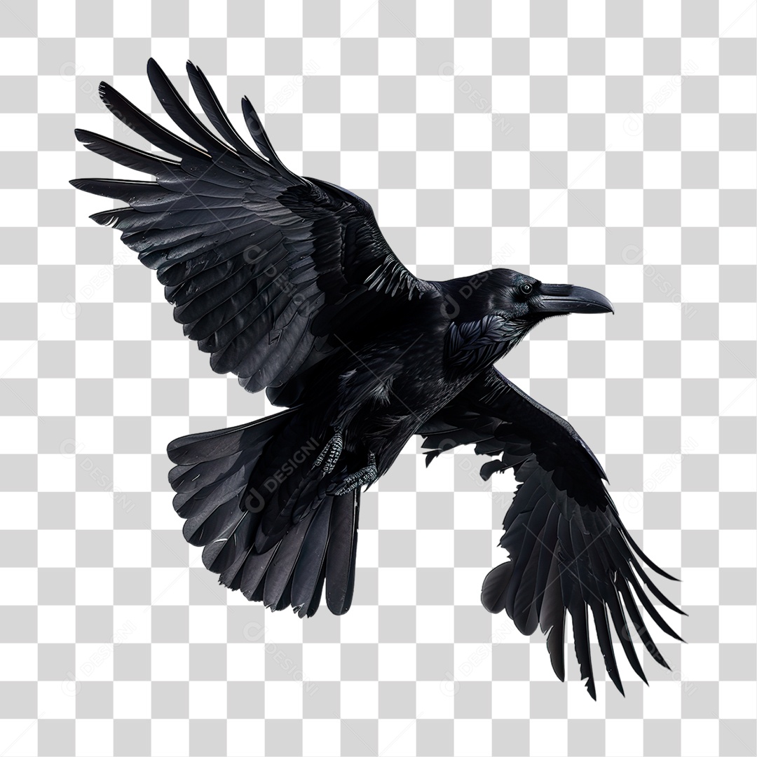 Corvo PNG Transparente