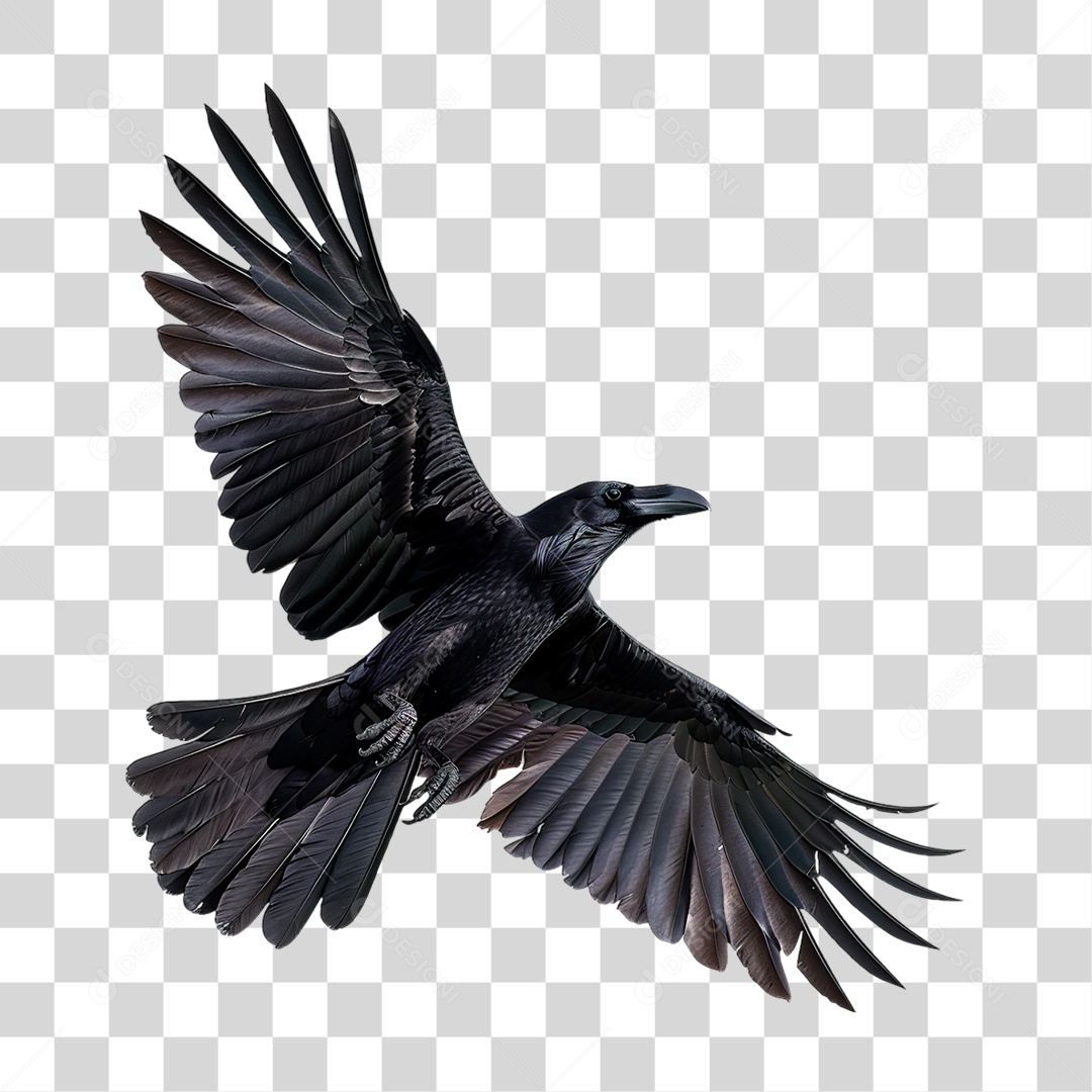 Corvo PNG Transparente