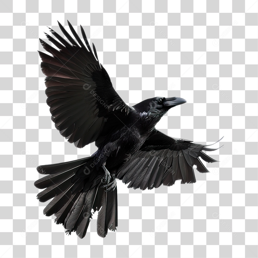Corvo PNG Transparente