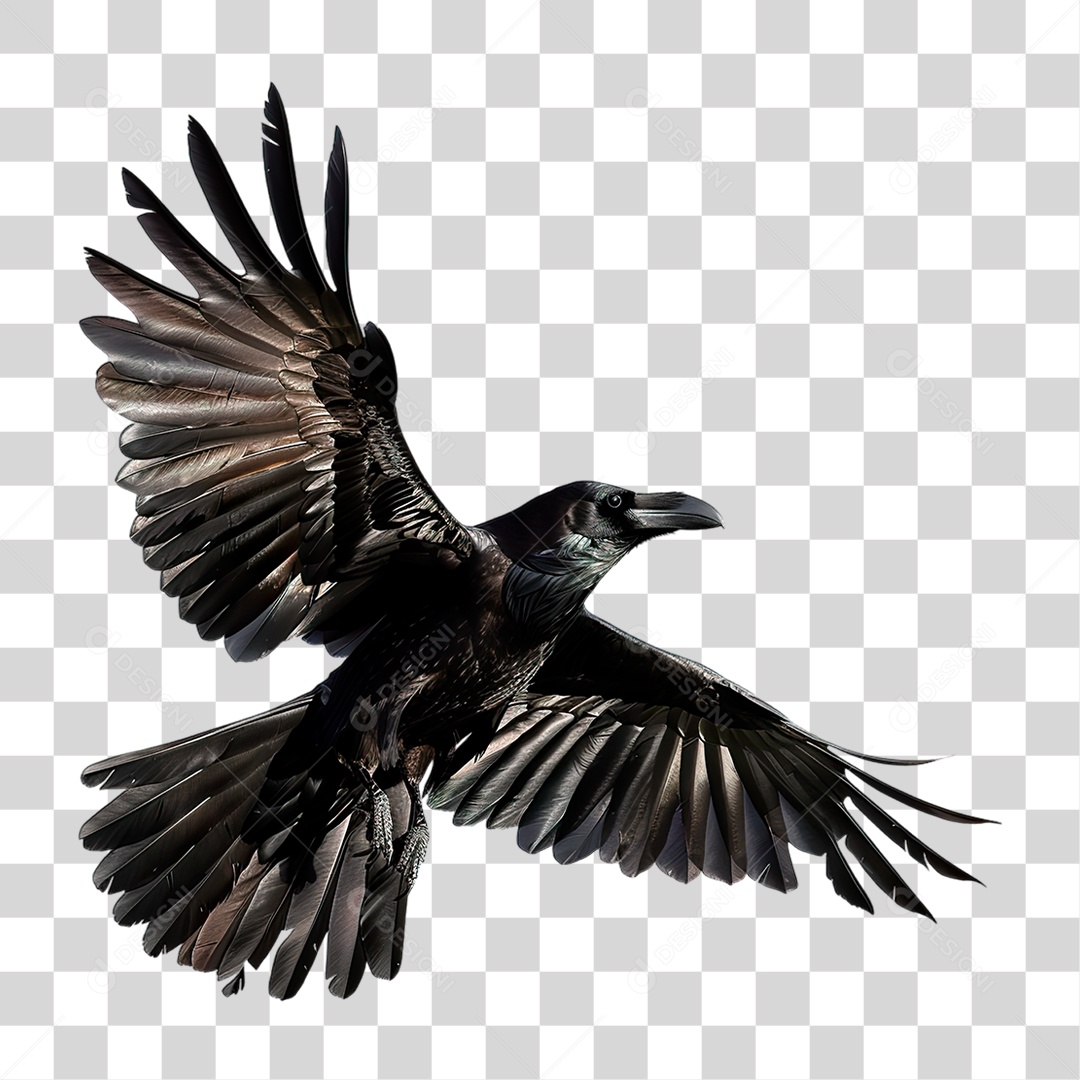 Corvo PNG Transparente