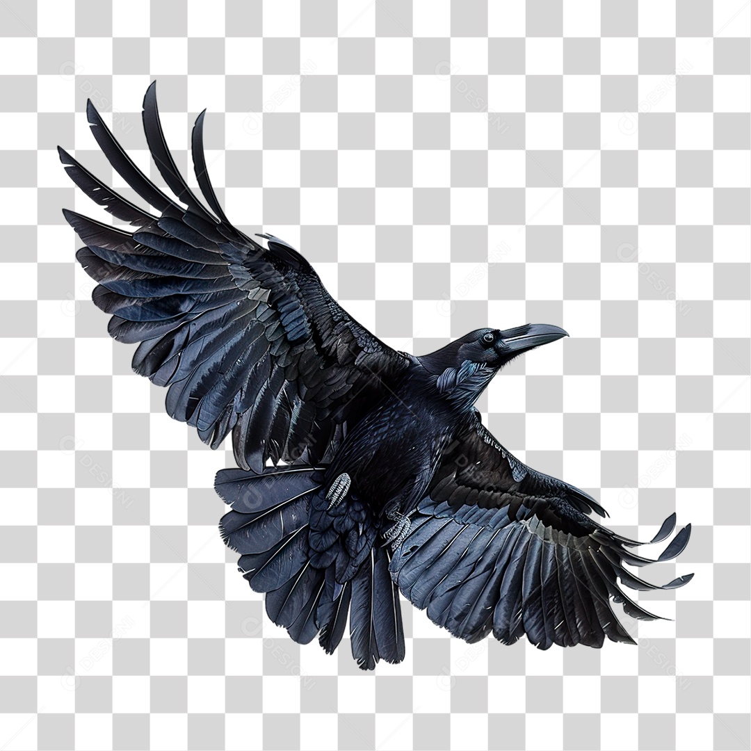 Corvo PNG Transparente