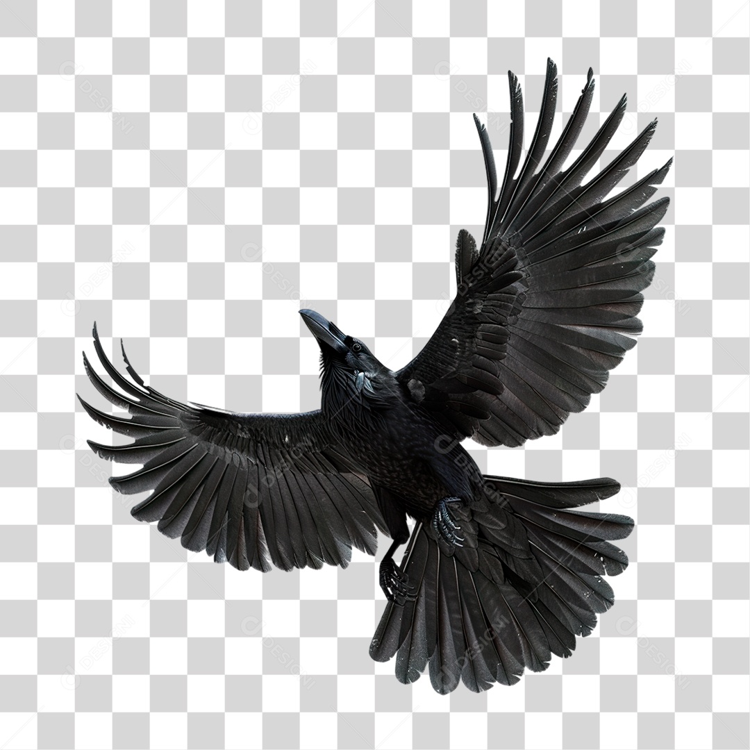 Corvo PNG Transparente