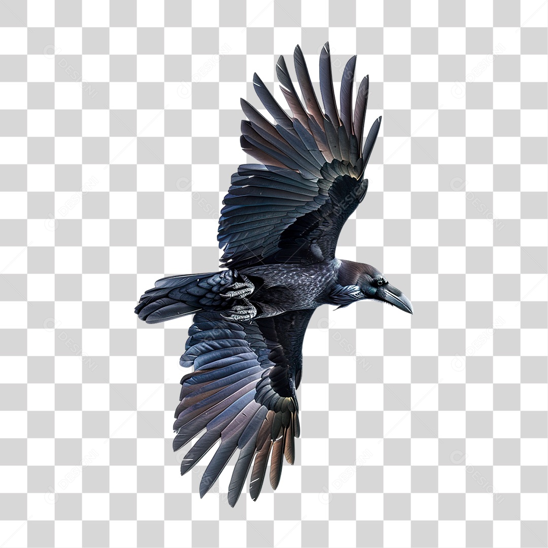Corvo PNG Transparente