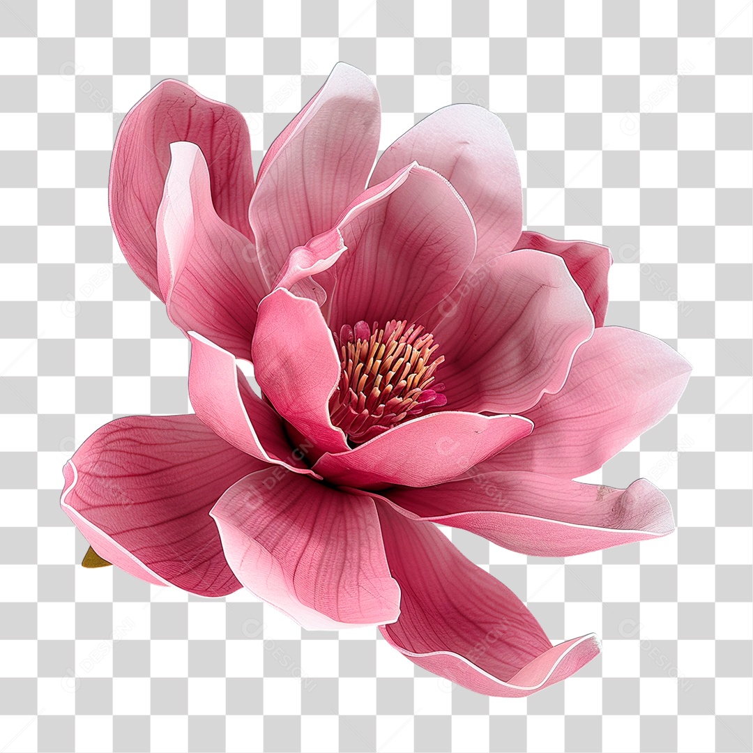 Flor Rosa Pétala Folha Jardim PNG Transparente