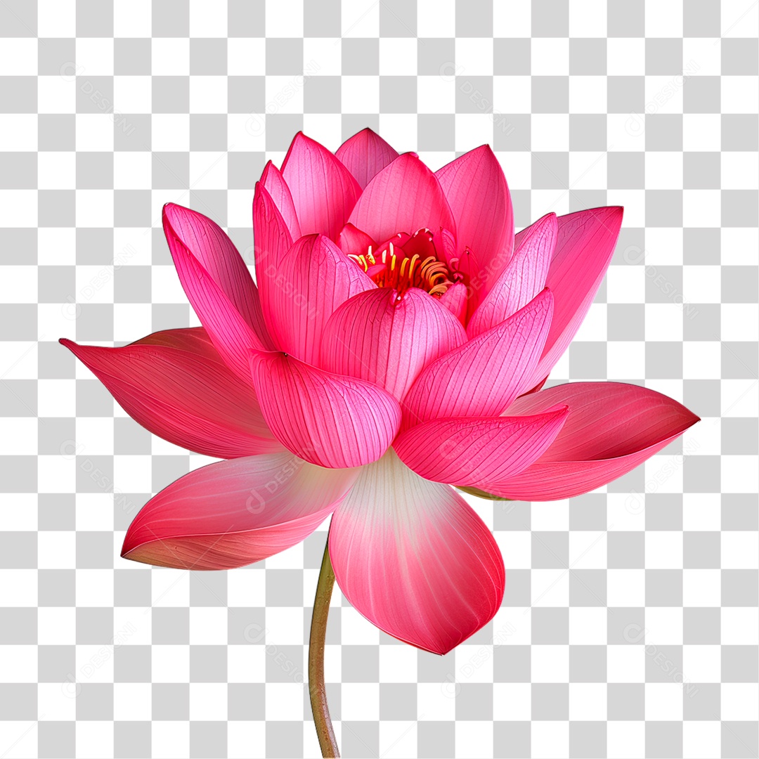 Flor Rosa PNG Transparente