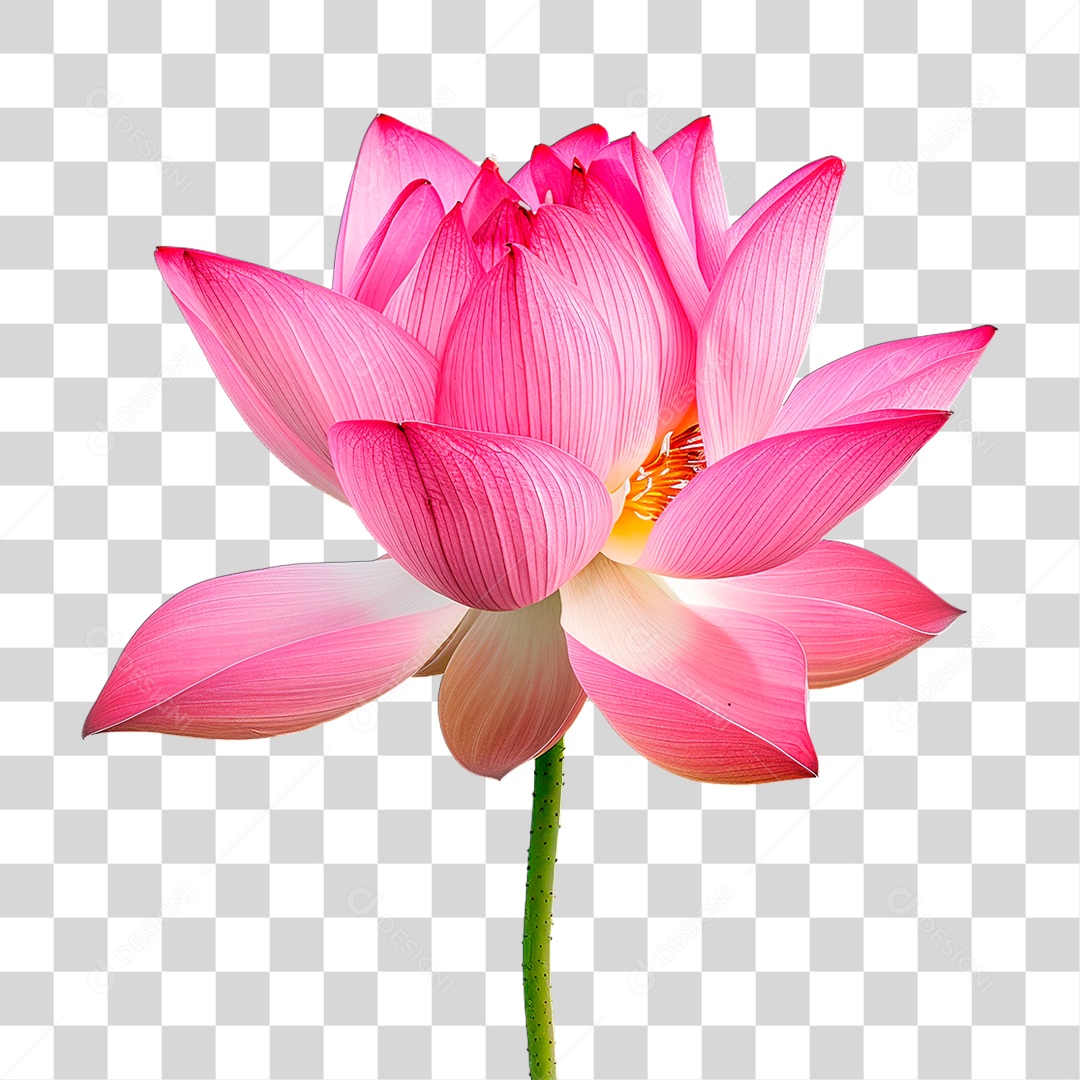 Flor Rosa PNG Transparente