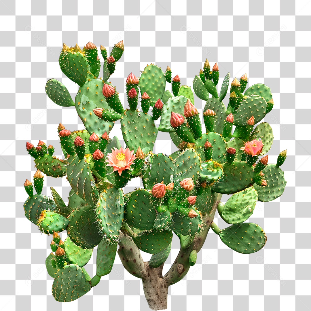 Planta Cacto PNG Transparente