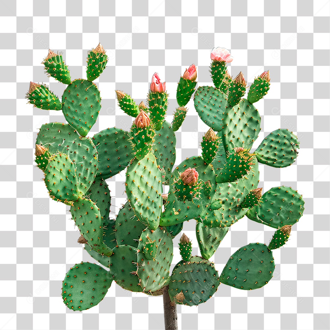 Planta Cacto PNG Transparente
