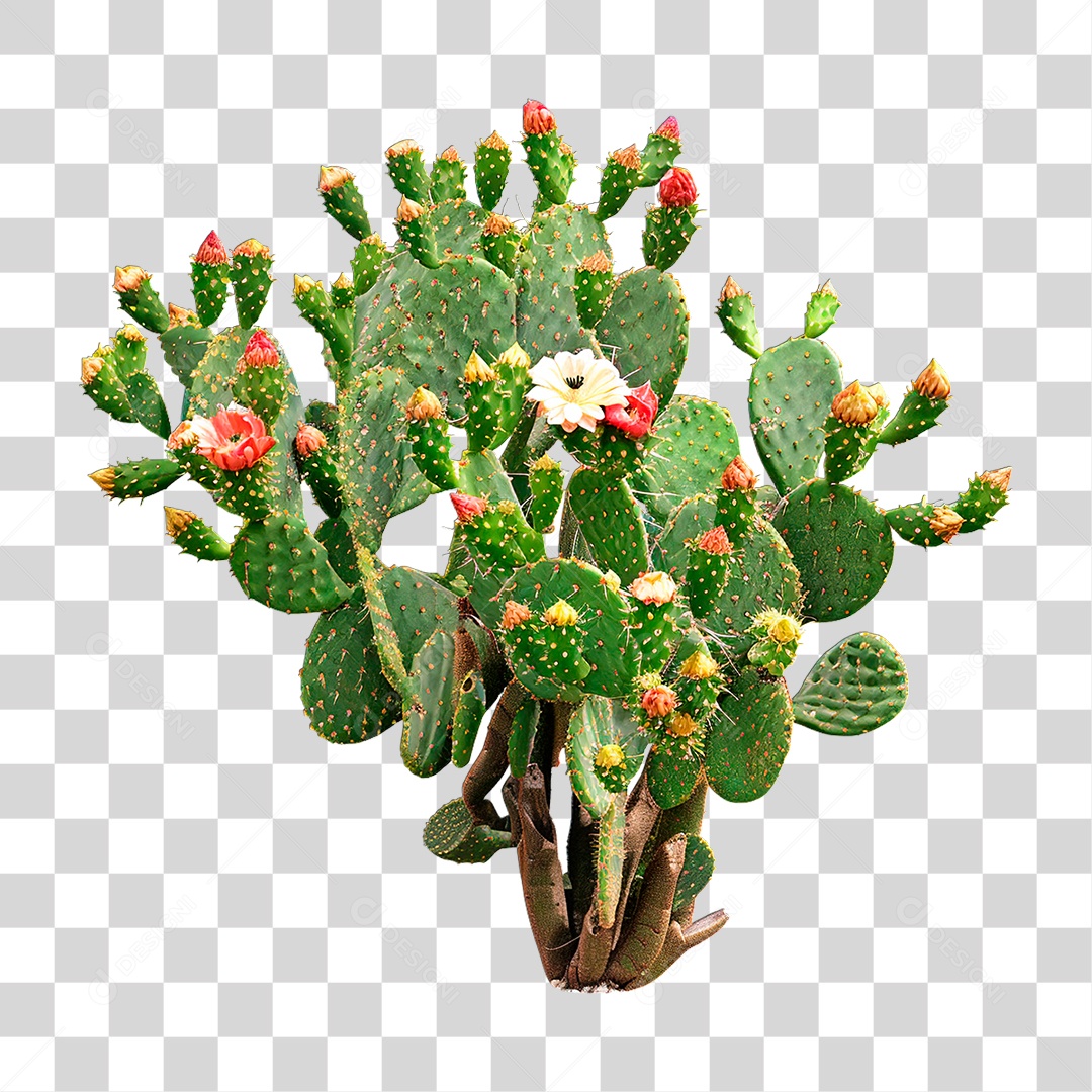 Planta Cacto PNG Transparente