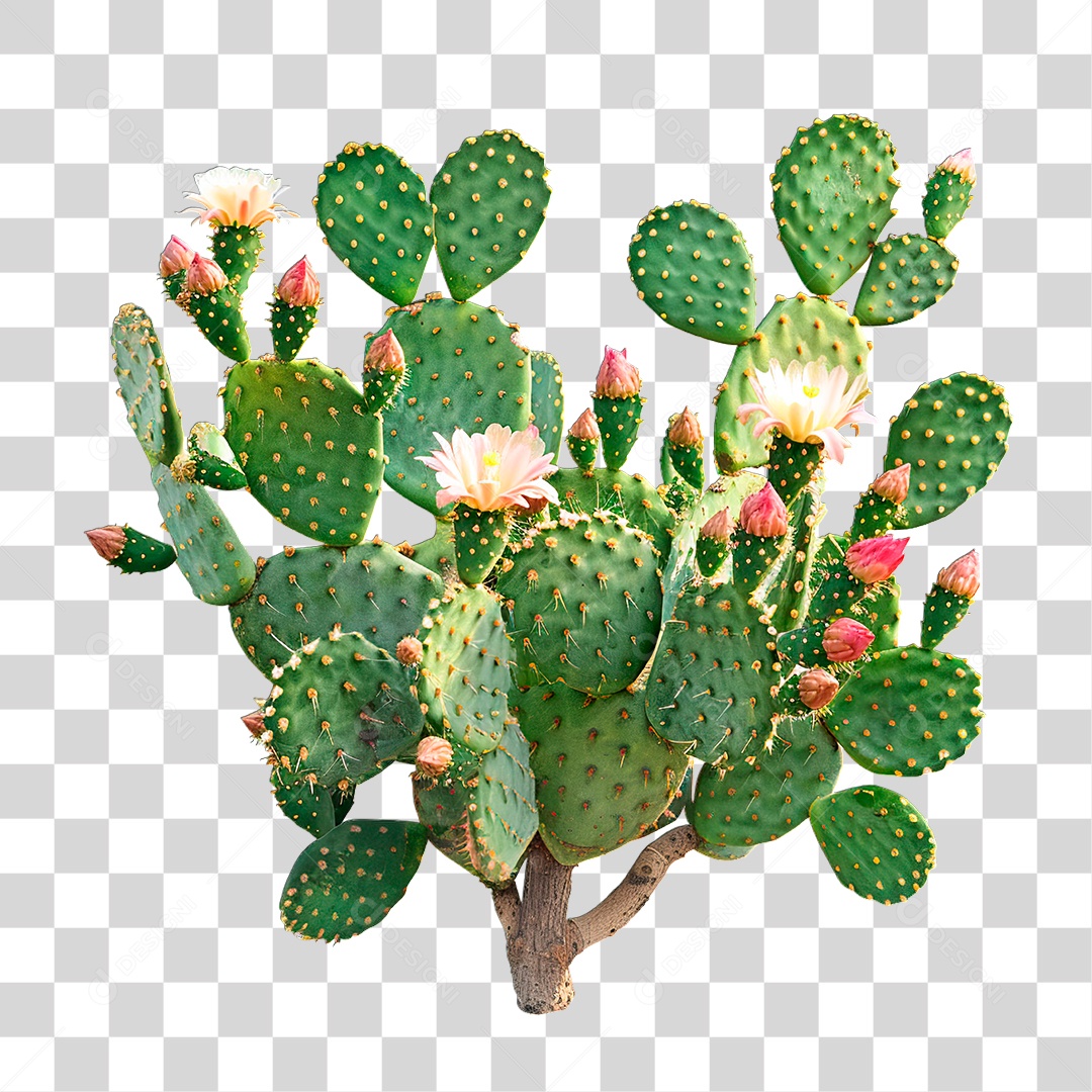 Planta Cacto PNG Transparente