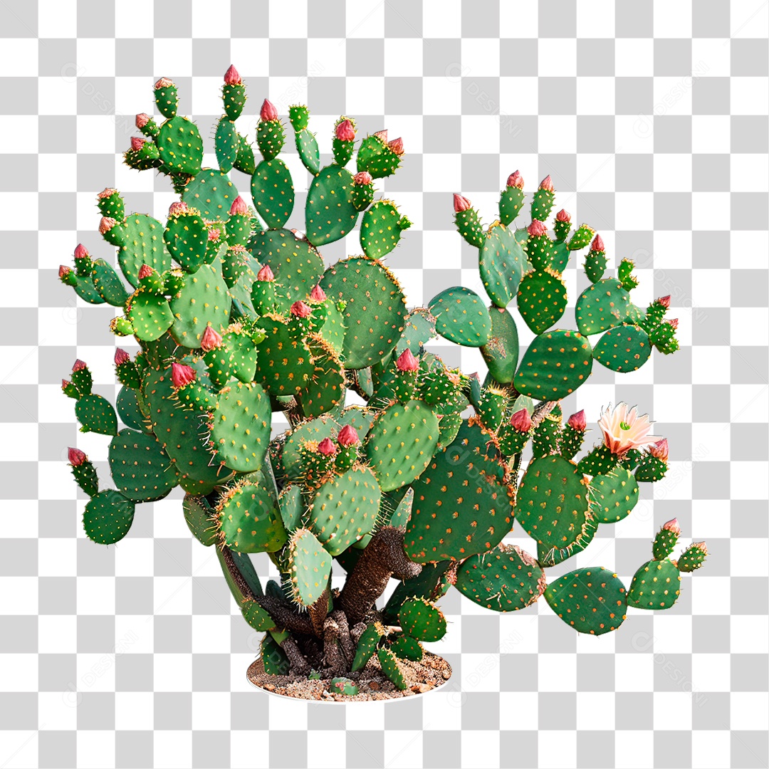 Planta Cacto PNG Transparente