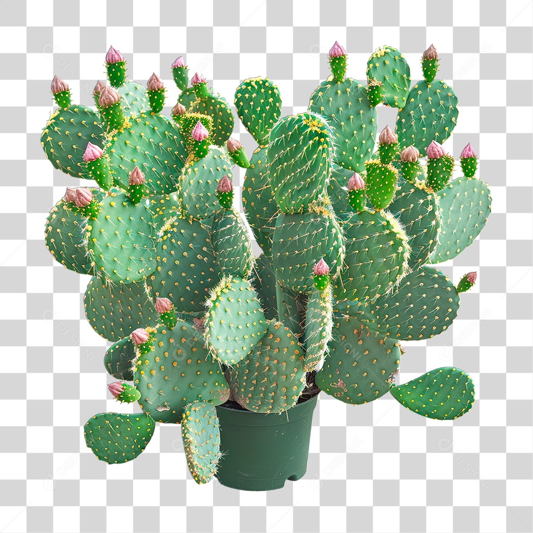 Planta Cacto PNG Transparente