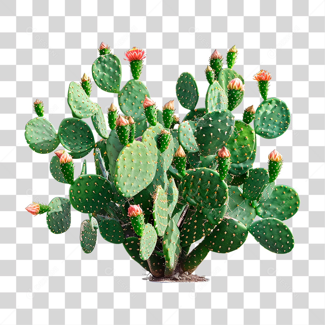 Planta Cacto PNG Transparente