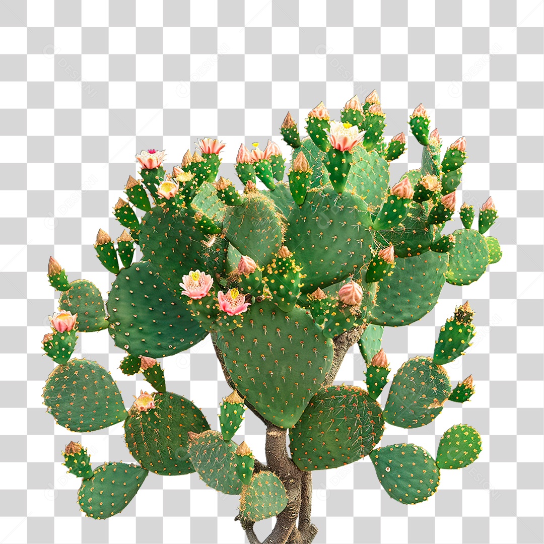 Planta Cacto PNG Transparente