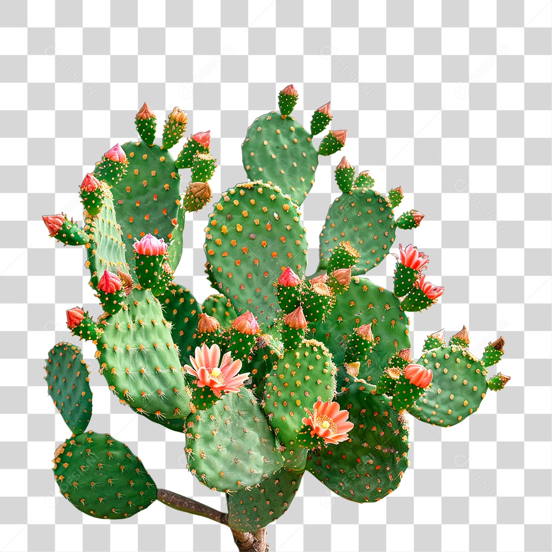 Planta Cacto PNG Transparente