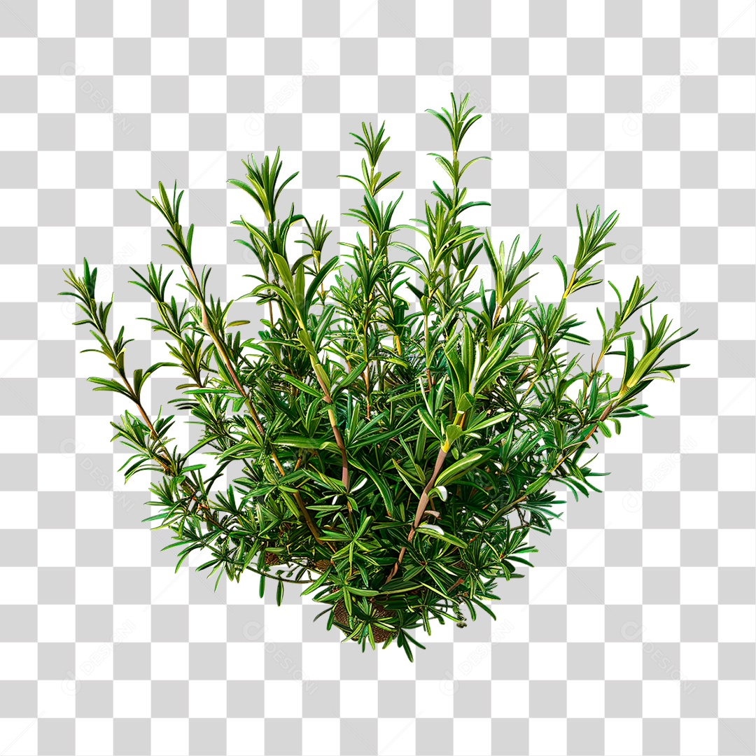 Planta PNG Transparente