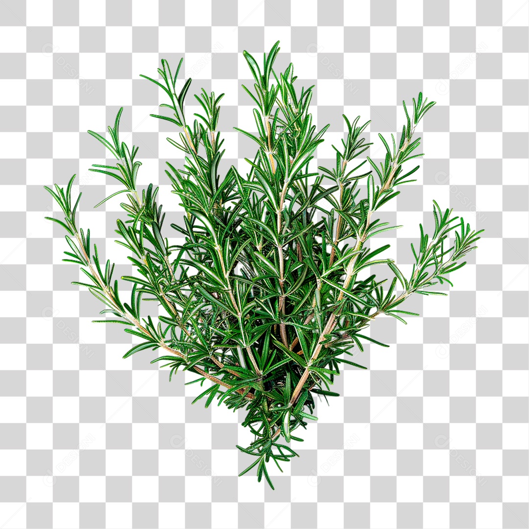 Planta PNG Transparente