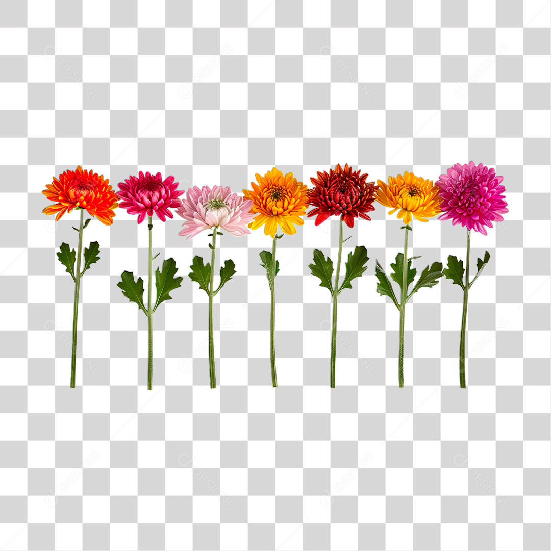 Flores Coloridas PNG Transparente