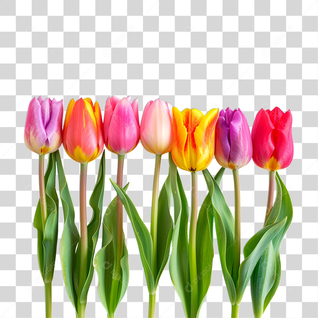 Flores Coloridas PNG Transparente