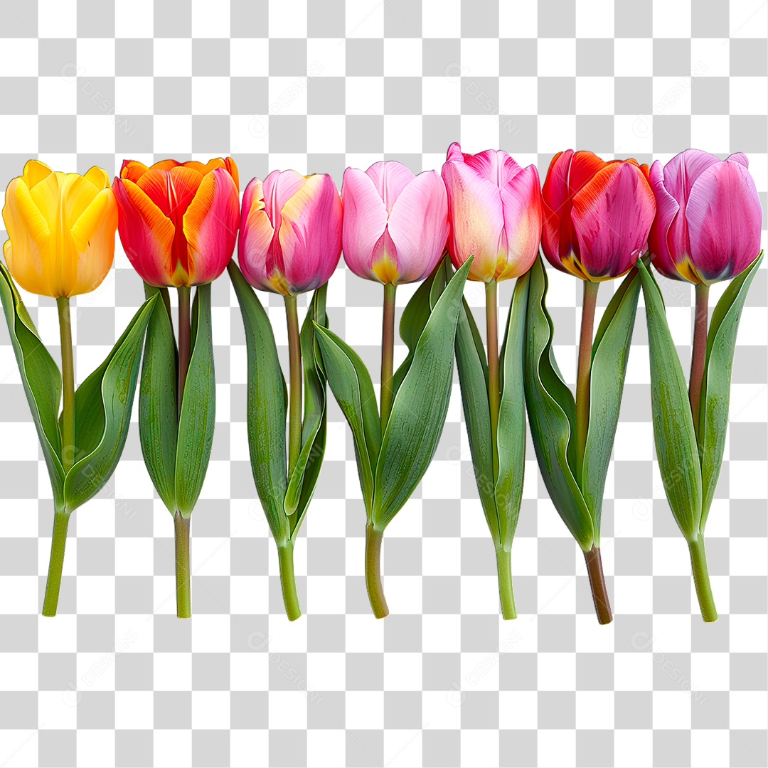 Flores Coloridas PNG Transparente