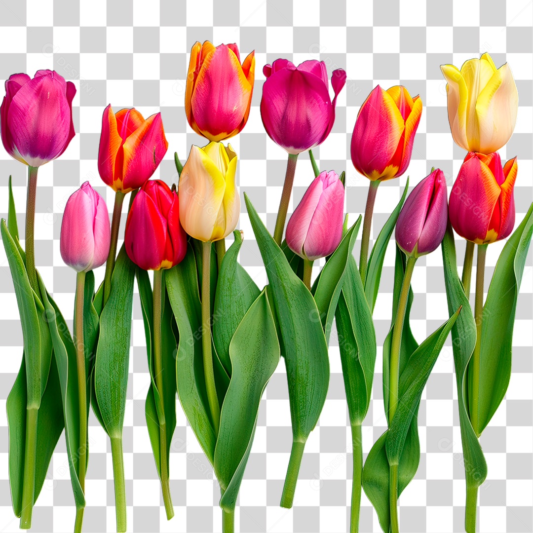 Flores Coloridas PNG Transparente