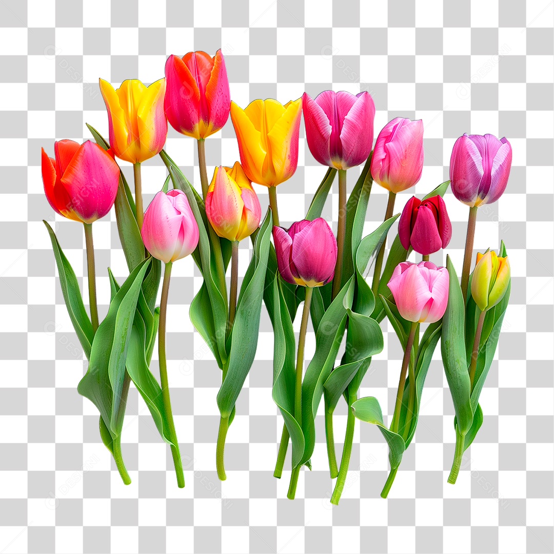 Flores Coloridas PNG Transparente