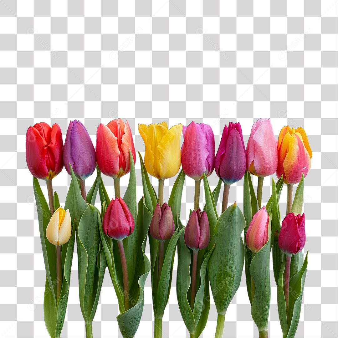 Flores Coloridas PNG Transparente