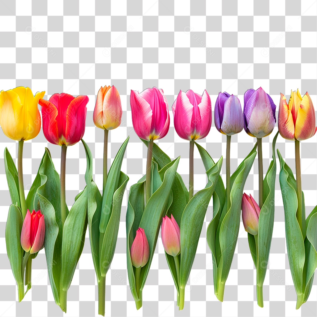 Flores Coloridas PNG Transparente